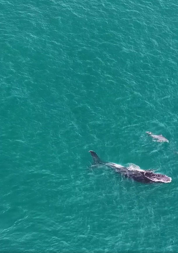The drone footage reveals the whale being guided to deeper water by the dolphins. 