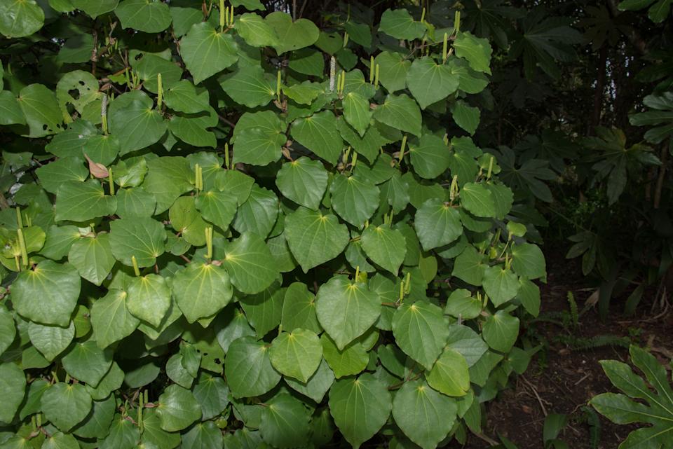 Kava leaves are pictured. 