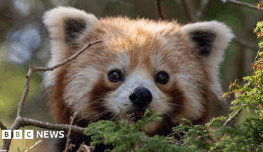 A close up of the red panda looking over a branch. It looks like a teddy bear. Its white furry ears are triangle shaped and angled off the top of its head. It has a brown and white patterned furry face. Its snout is white leading to a button black nose. Its eyes are dark brown.