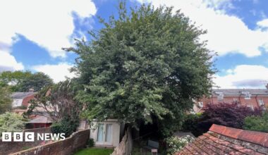 A wide image of the tree with a blue sky and white clouds in the background.