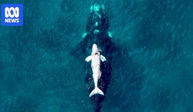 Researchers study southern right whale nursery off WA coast as population recovery stalls