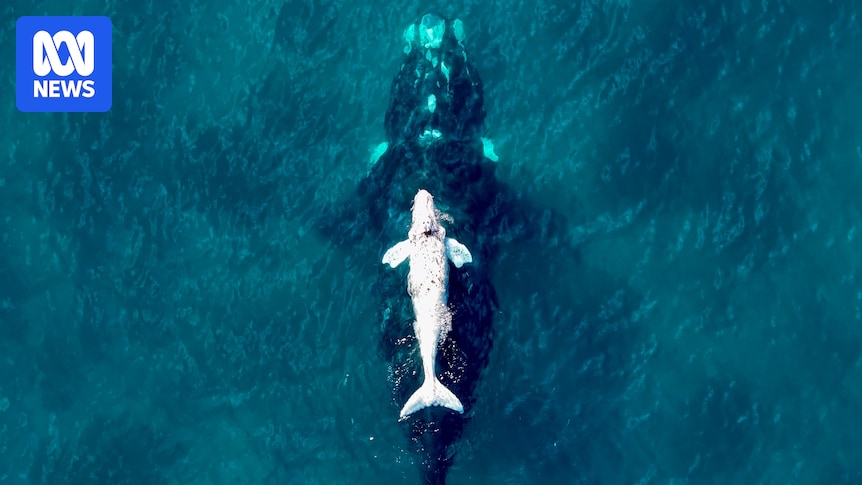 Researchers study southern right whale nursery off WA coast as population recovery stalls