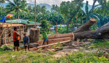 Is the Philippines' reforestation drive coming up short? – DW – 05/31/2025