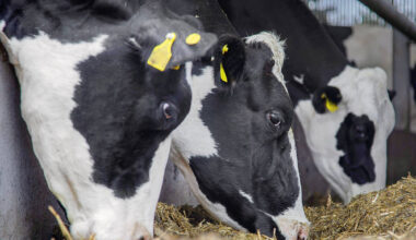 DAERA urges Northern Ireland livestock keepers to switch to ‘XI’ tags before 30 June 2025