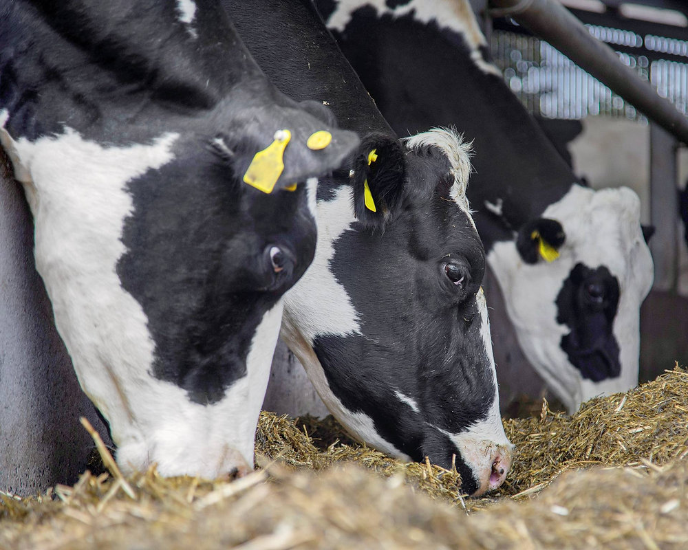 DAERA urges Northern Ireland livestock keepers to switch to ‘XI’ tags before 30 June 2025