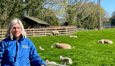 Expert strategies from CAFRE for Northern Ireland flock owners in 2025