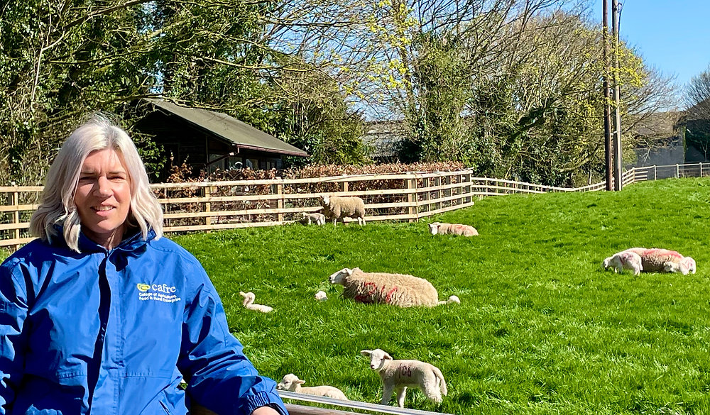 Expert strategies from CAFRE for Northern Ireland flock owners in 2025