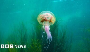 How Devon and Cornwall warming seas are altering the food chain
