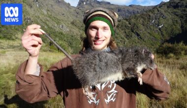 Giant 'woolly' rat caught on camera for first time in Papua New Guinea's mountains