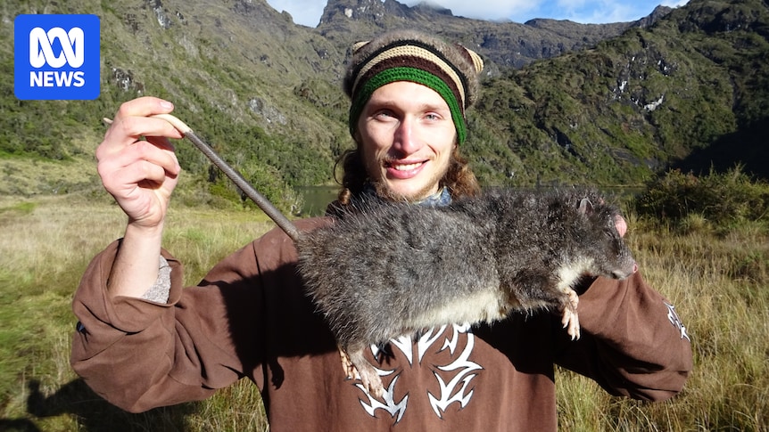 Giant 'woolly' rat caught on camera for first time in Papua New Guinea's mountains