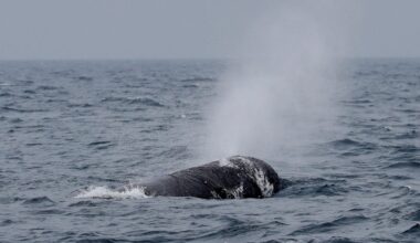 53-foot dead sperm whale found on Oregon coast