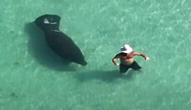 Manatee sneaks up on wading man; moment he spots it is priceless