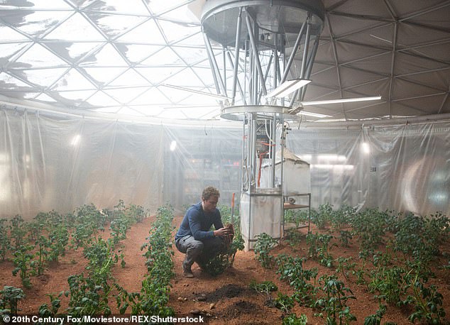 Much like Matt Damon's character in 'The Martian' (pictured), humans will tend to plants in glass-ceilinged greenhouses, giving us foods like potatoes, rice, fungus, tomatoes, and leafy greens
