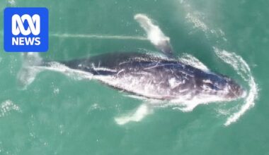 Humpback whale entangled in rope, trailing a buoy spotted south off Sydney Harbour