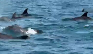 Pod of dolphins spotted off Kent coast near Folkestone
