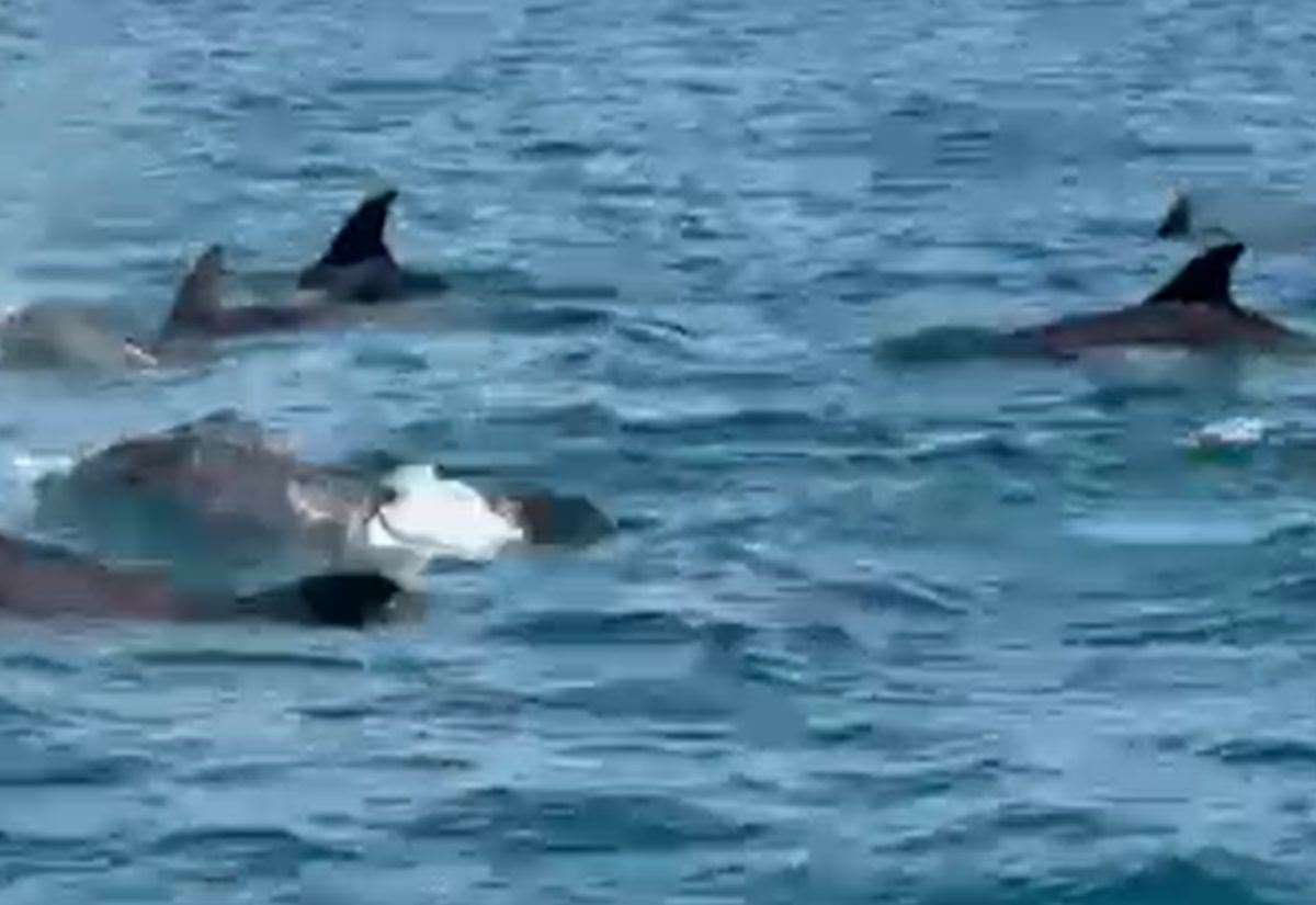 Pod of dolphins spotted off Kent coast near Folkestone