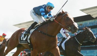 Trainer keen to solve mystery of retired stallion Aylmerton after buying son for $10,000