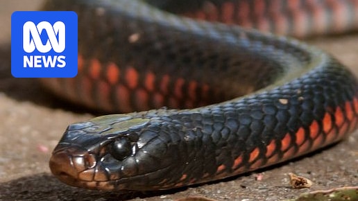 Queensland snake catcher warns public that killing snakes risks huge fines