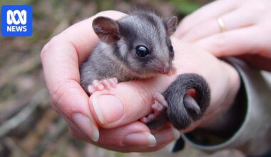 Endangered Leadbeater's possum found in Kosciuszko National Park