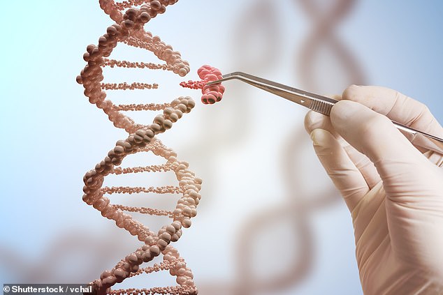 A gene editing technique was then used to reprogram parts of the sperm DNA to allow an embryo to develop – a process called androgenesis (file photo)