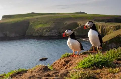 Getty Images A pair of puffins on Skomer Island, Pembrokeshire