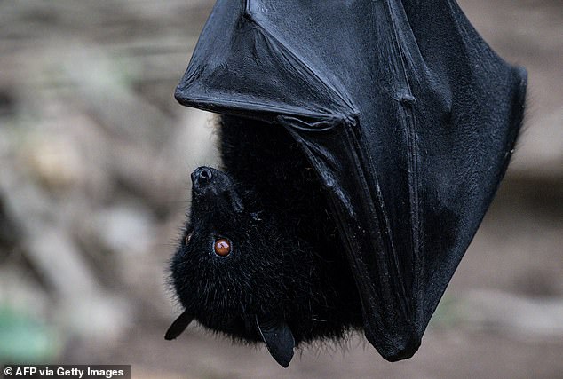 HKU5 was first discovered in 2005 in a species of bat called the Japanese house bat (Pipistrellus abramus), but only recently did scientists realize it can use ACE2, the same protein that allowed Covid-19 to enter human cells and infect millions worldwide