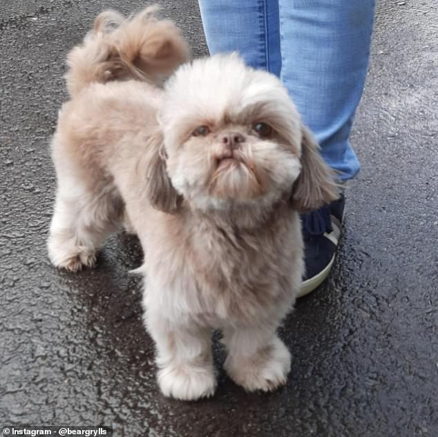 Grylls has two dogs Sybil, a lap dog (pictured), and Nanook, which means polar bear in Inuit. He says his family would be lost without them