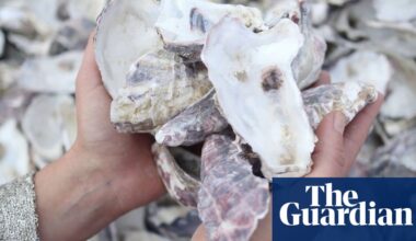Algae bricks and oyster shell walls: what’s on the horizon for eco-friendly building in Australia? | Green building