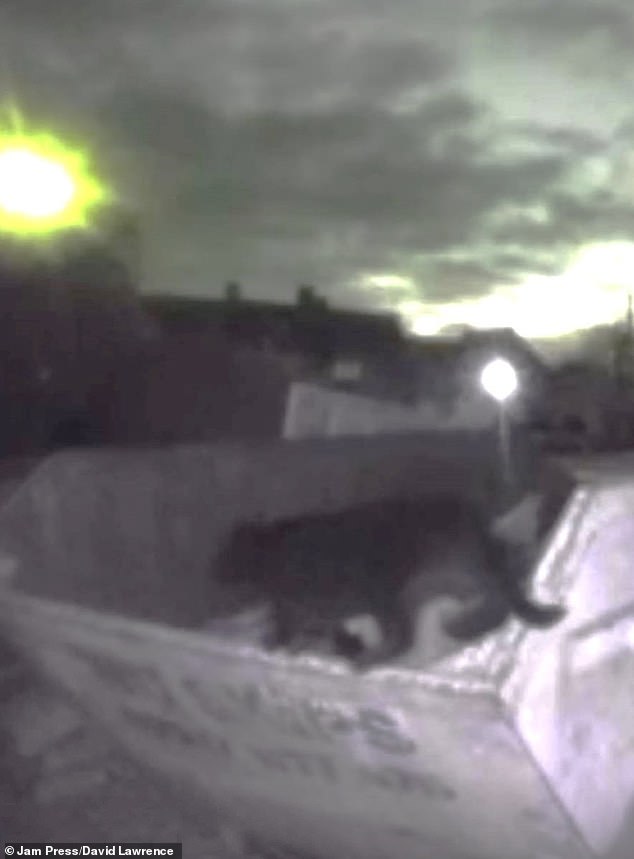 There are fears that a large creature may be on the loose after the footage was captured on doorbell camera showing a huge black moggy on the driveway of a house