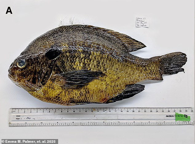 One bluegill (pictured) collected during the study contained 133 infectious larval stages of the Haplorchis pumilio trematode parasite