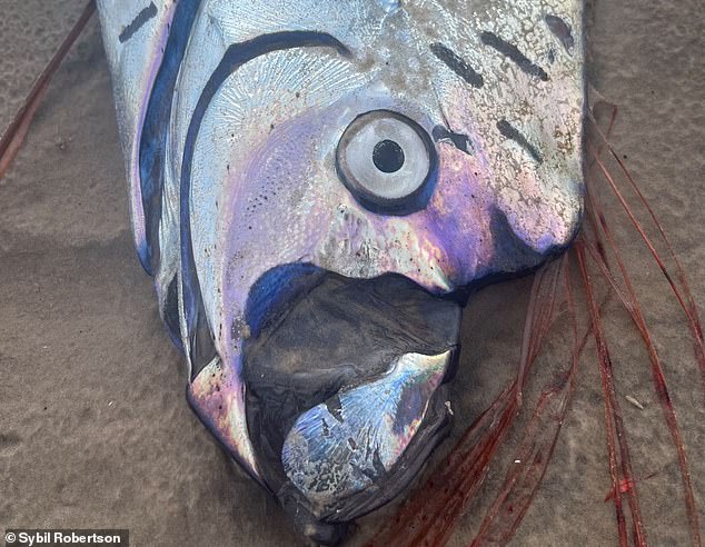 Oarfish are often interpreted as a bad omen when seen outside of their natural habitat - the depths of the ocean