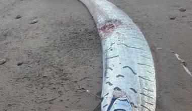 A rare 'doomsday' oarfish  has washed up on a beach in Tasmania