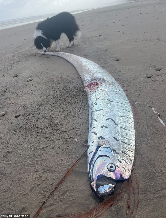 A rare 'doomsday' oarfish  has washed up on a beach in Tasmania