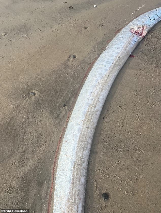 The sea creature was discovered on Ocean Beach on Monday by a dogwalker