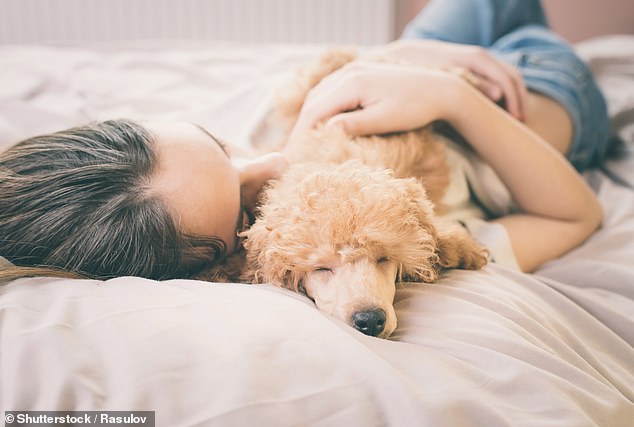 Research shows dog owners may sleep more soundly because they are more active (stock image)