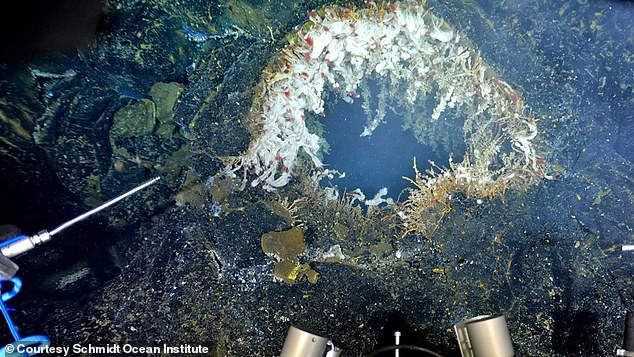 A vent on the undersea volcano Axial Seamount