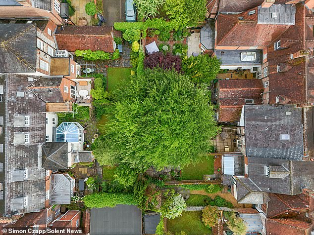 A report found that while the tree is in 'good physiological condition', it is 'a large sized tree in a very small area' and so the tree protection order is 'unjustified'