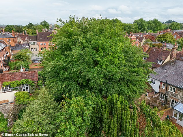 Ms Williams said that an 'awful lot of detritus' falls from the oak in the autumn and winter