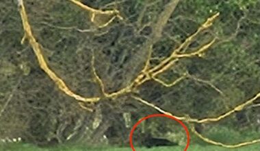What appears to be a large panther-like animal pictured near Ed Sheeran's £3.7million country estate