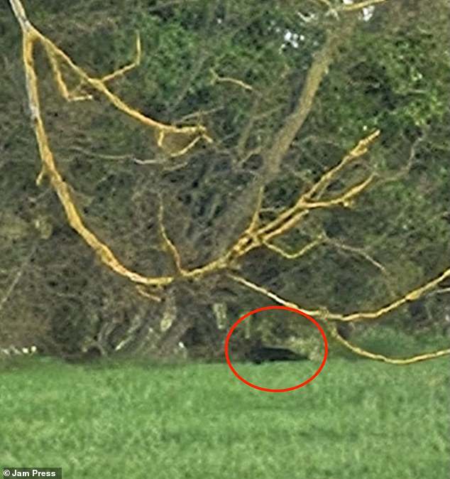 What appears to be a large panther-like animal pictured near Ed Sheeran's £3.7million country estate
