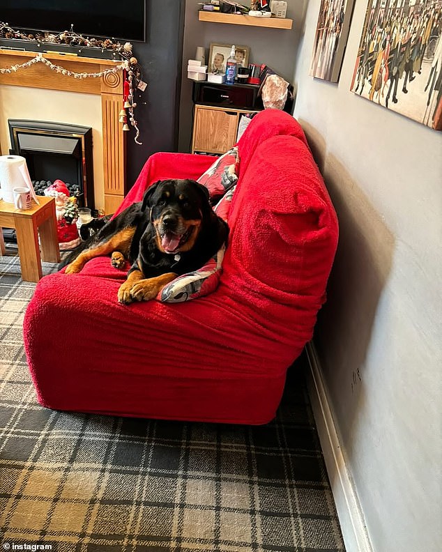 Shaun recently took to his Instagram to share the news that their pooch Bob (pictured) has passed away