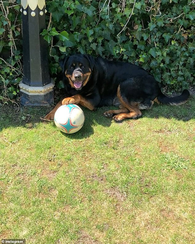 Shaun shared some sweet pictures of the pooch on Instagram to pay tribute to his family member