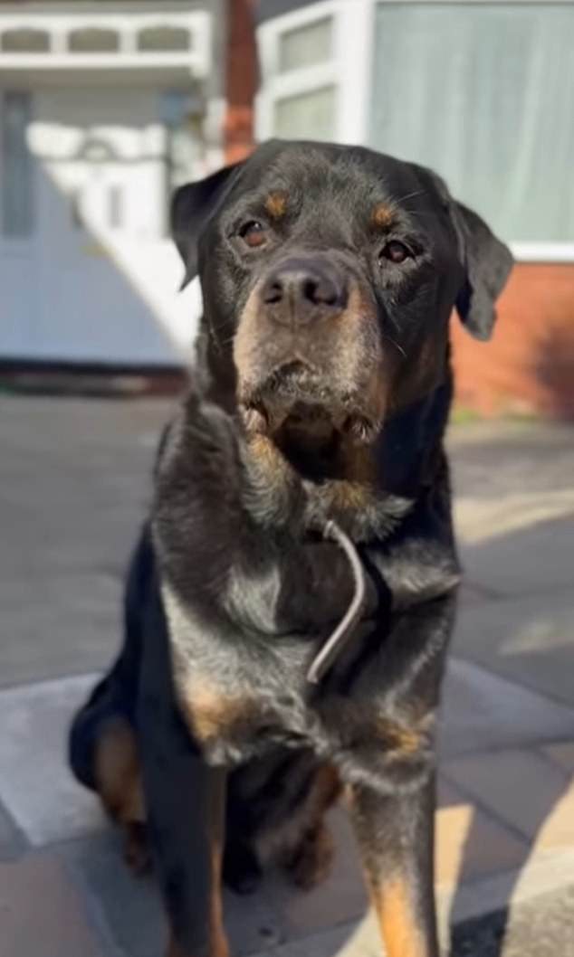 Their beloved dog Dave (pictured) passed away in 2023 and confirmed the news on social media too