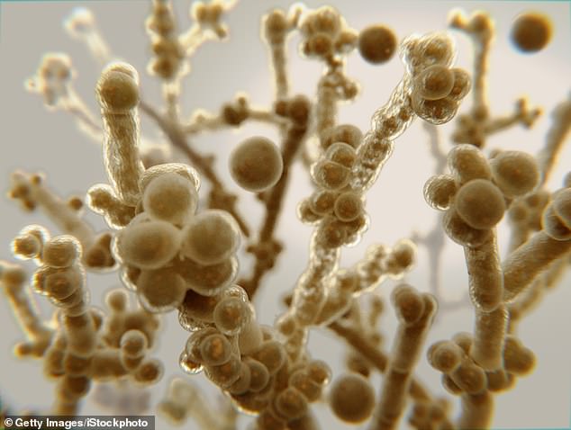 In the US, the most common fungus known to cause bloodstream infections is Candida (pictured)