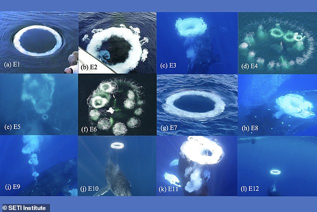 SETI researchers documented 12 cases of humpback whale bubble ring, with 9 of them occurring while whales were playfully interacting with people on boats or swimming nearby
