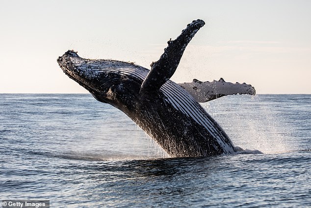 Humpback whales have been a constant resource in SETI's search for alien life, with researchers using them as a model of intelligent, non-human creatures which may be living on distant ocean worlds