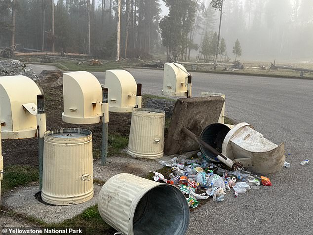 The bear developed his own method for breaking into smaller trash cans that were mounted to the concrete in order to feed on human food