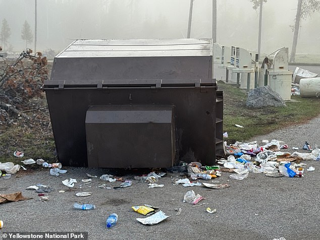The bear had become infamous for flipping over 800-pound bear-resistant dumpsters (pictured)