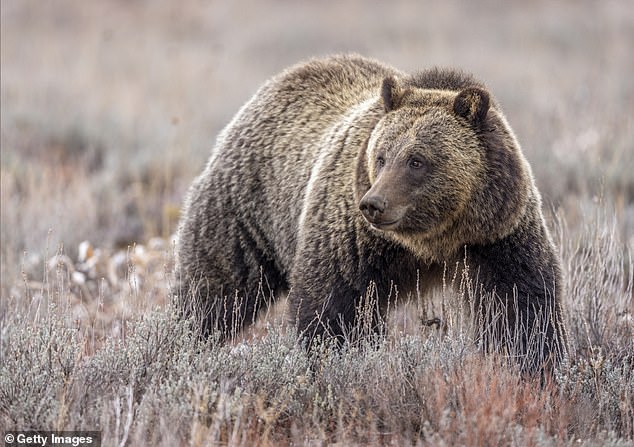 The 11-year-old, 400-pound bear became accustomed to human food (stock photo)