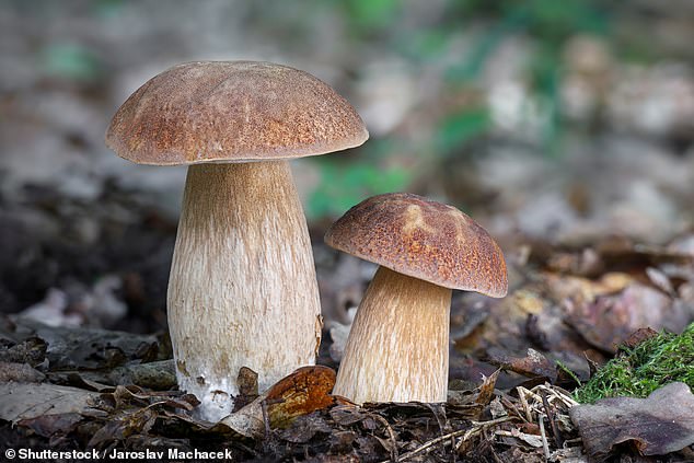 However, despite having a similar shape to some fungi, scientists say that there is a simple explanation for these images (stock image)